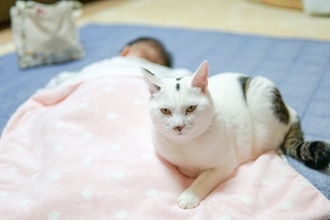 猫は『空気が読める』と感じるシーン6選　本当に読んでいるの？察知できる理由もご紹介