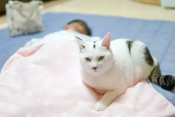 猫は『空気が読める』と感じるシーン6選　本当に読んでいるの？察知できる理由もご紹介