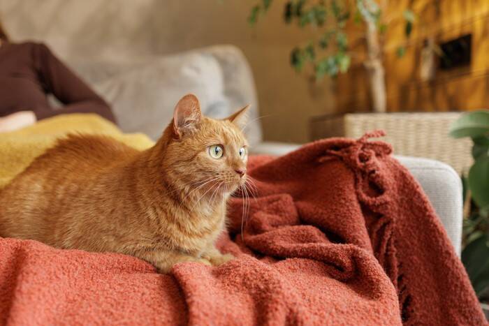 猫は『空気が読める』と感じるシーン6選　本当に読んでいるの？察知できる理由もご紹介