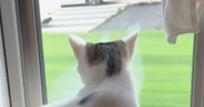 大好きなママが帰ってきたことに気づいた猫…あまりにも尊い『お出迎えの様子』が117万再生「テンションの上がり具合が凄いｗ」「犬みたい」