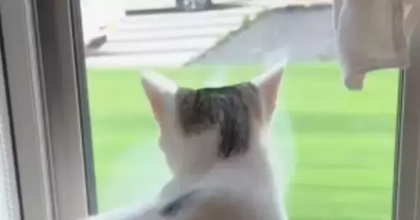 大好きなママが帰ってきたことに気づいた猫…あまりにも尊い『お出迎えの様子』が117万再生「テンションの上がり具合が凄いｗ」「犬みたい」