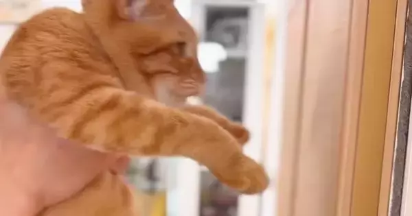 『賢い猫は壁に手をつける』→検証してみた結果…とんでもなく尊い『まさかのオチ』が658万再生「最後が優勝ｗ」「むしろ賢いかもｗ」と話題