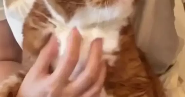 ペットシッターさんから送られてきた『愛猫の様子』を見た結果…まさかの光景に「プロってすごいなぁ」「モヤモヤするねｗ」と16万表示