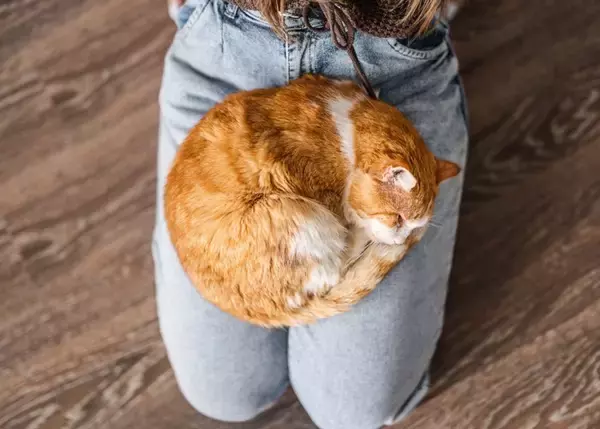 猫があなたの『膝の上』に乗ってくる理由5つ　考えられる心理や降りてほしいときの対処法まで