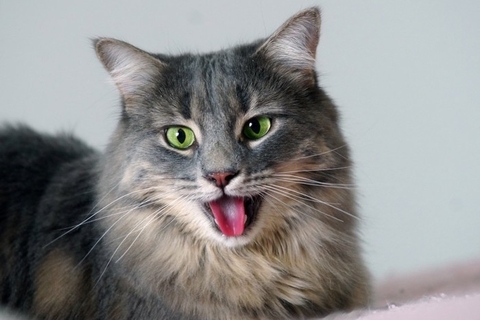 猫が『苦しそうに呼吸』をしているときに疑われる原因4つ　異常のサインや取るべき対応まで