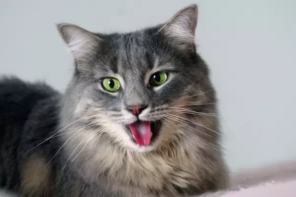 猫が『苦しそうに呼吸』をしているときに疑われる原因4つ　異常のサインや取るべき対応まで