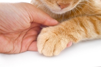 猫が触られるのを嫌がる『体の部位』5つ　苦手に感じる理由から喜ぶ場所までご紹介