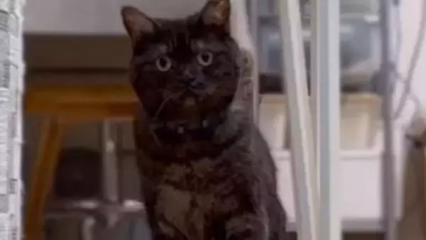 『あっ…もう逃げられない…』猛スピードで突っ込んでくる猫に"大爆笑"119万表示「戦闘始まりそうで笑った」「躍動感すごい」と話題に