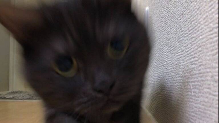 『あっ…もう逃げられない…』猛スピードで突っ込んでくる猫に"大爆笑"119万表示「戦闘始まりそうで笑った」「躍動感すごい」と話題に