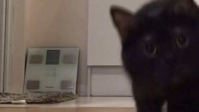 『あっ…もう逃げられない…』猛スピードで突っ込んでくる猫に"大爆笑"119万表示「戦闘始まりそうで笑った」「躍動感すごい」と話題に