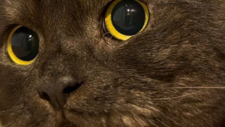 『あっ…もう逃げられない…』猛スピードで突っ込んでくる猫に"大爆笑"119万表示「戦闘始まりそうで笑った」「躍動感すごい」と話題に