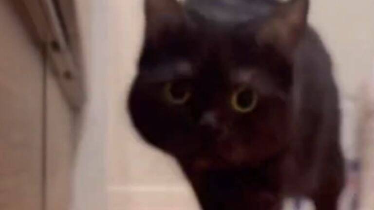 『あっ…もう逃げられない…』猛スピードで突っ込んでくる猫に"大爆笑"119万表示「戦闘始まりそうで笑った」「躍動感すごい」と話題に