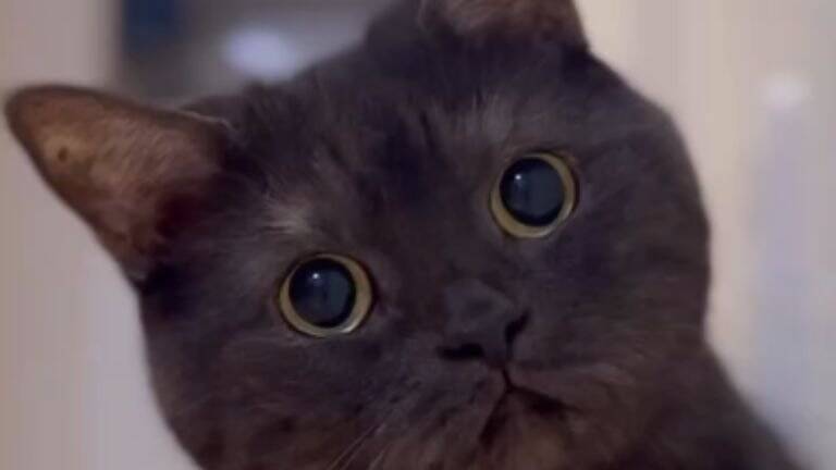 『あっ…もう逃げられない…』猛スピードで突っ込んでくる猫に"大爆笑"119万表示「戦闘始まりそうで笑った」「躍動感すごい」と話題に