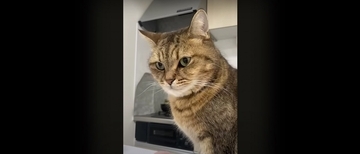 『猫飼いは共感する』焦る瞬間を投稿してみたら……→「もう共感しまくり」「わかるわかるｗ」「口の動きで察したｗ」と43万再生の反響