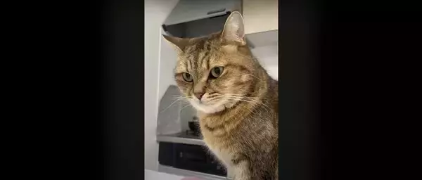 『猫飼いは共感する』焦る瞬間を投稿してみたら……→「もう共感しまくり」「わかるわかるｗ」「口の動きで察したｗ」と43万再生の反響