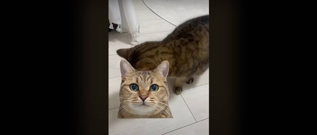 『猫飼いは共感する』焦る瞬間を投稿してみたら……→「もう共感しまくり」「わかるわかるｗ」「口の動きで察したｗ」と43万再生の反響