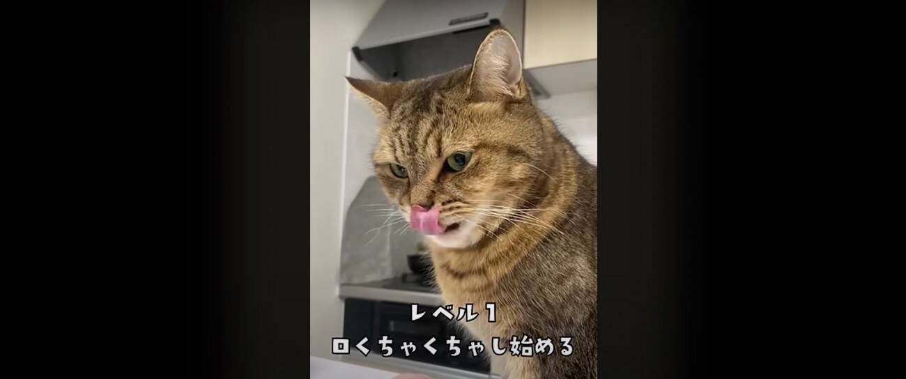『猫飼いは共感する』焦る瞬間を投稿してみたら……→「もう共感しまくり」「わかるわかるｗ」「口の動きで察したｗ」と43万再生の反響