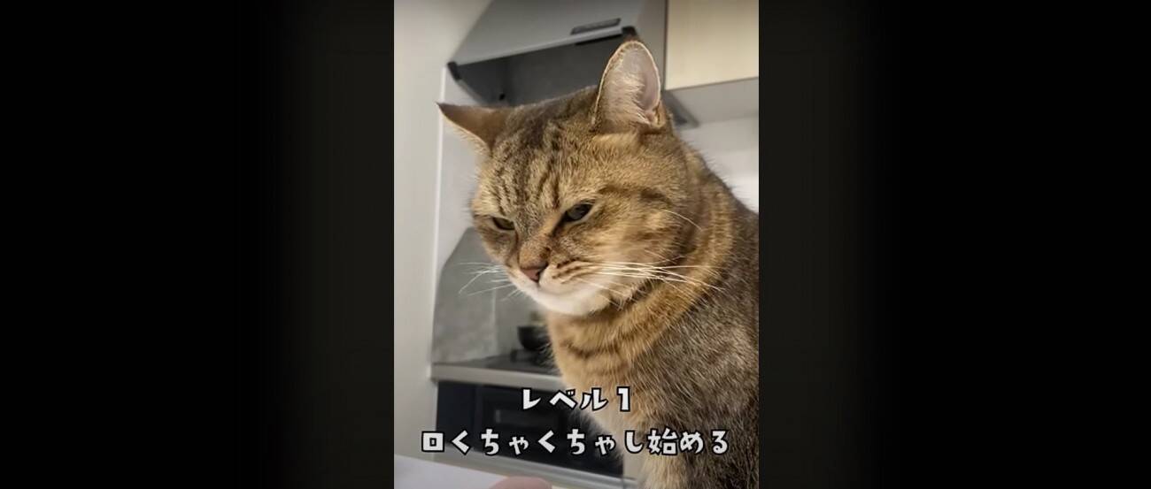 『猫飼いは共感する』焦る瞬間を投稿してみたら……→「もう共感しまくり」「わかるわかるｗ」「口の動きで察したｗ」と43万再生の反響