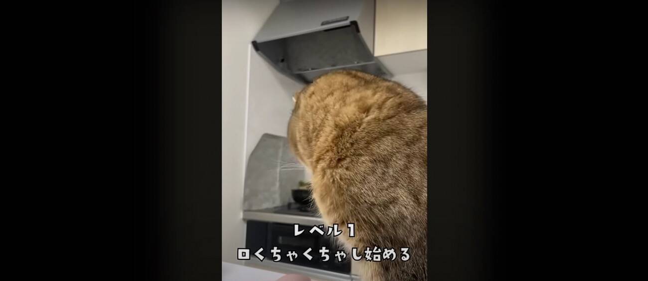 『猫飼いは共感する』焦る瞬間を投稿してみたら……→「もう共感しまくり」「わかるわかるｗ」「口の動きで察したｗ」と43万再生の反響