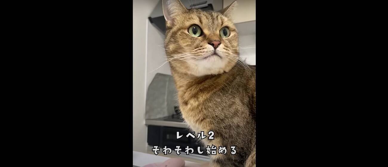 『猫飼いは共感する』焦る瞬間を投稿してみたら……→「もう共感しまくり」「わかるわかるｗ」「口の動きで察したｗ」と43万再生の反響