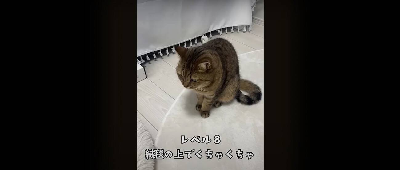 『猫飼いは共感する』焦る瞬間を投稿してみたら……→「もう共感しまくり」「わかるわかるｗ」「口の動きで察したｗ」と43万再生の反響