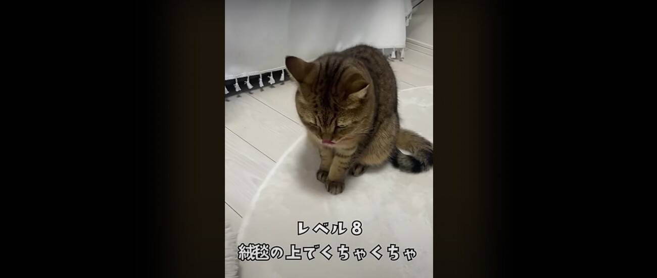 『猫飼いは共感する』焦る瞬間を投稿してみたら……→「もう共感しまくり」「わかるわかるｗ」「口の動きで察したｗ」と43万再生の反響