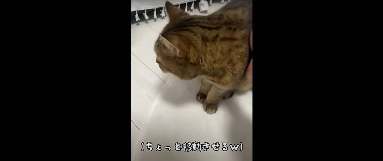 『猫飼いは共感する』焦る瞬間を投稿してみたら……→「もう共感しまくり」「わかるわかるｗ」「口の動きで察したｗ」と43万再生の反響