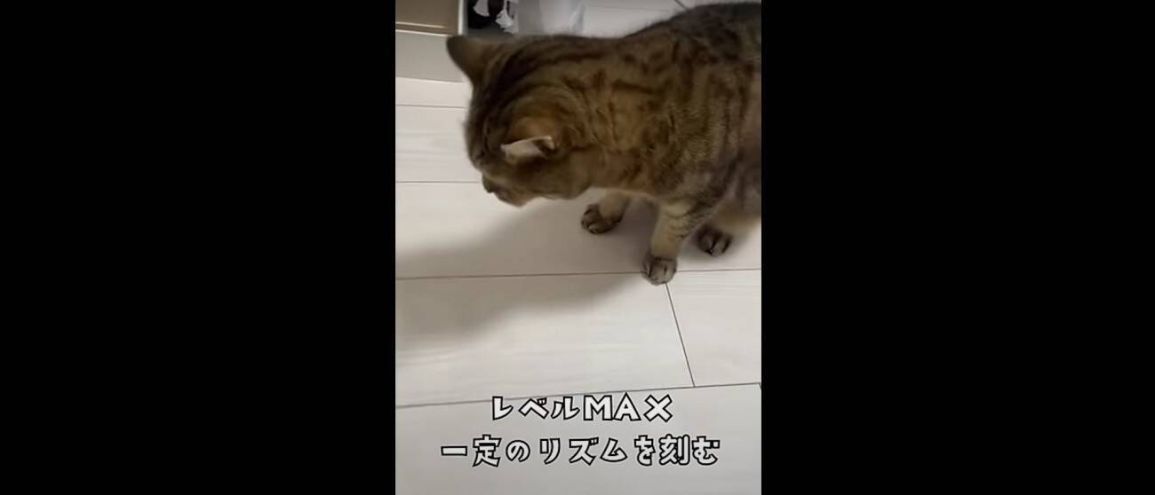 『猫飼いは共感する』焦る瞬間を投稿してみたら……→「もう共感しまくり」「わかるわかるｗ」「口の動きで察したｗ」と43万再生の反響