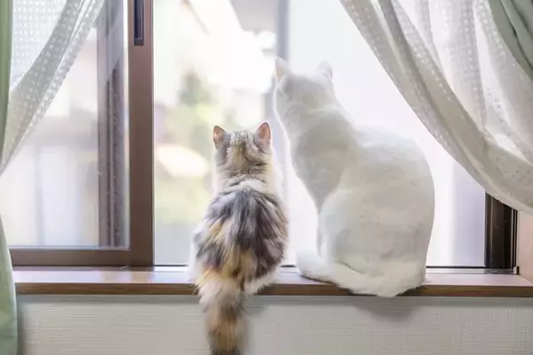 猫を新たに迎えるときにすべき『先住猫のケア』6選　仲良くしてもらうために欠かせない配慮とは