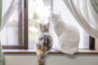 猫を新たに迎えるときにすべき『先住猫のケア』6選　仲良くしてもらうために欠かせない配慮とは