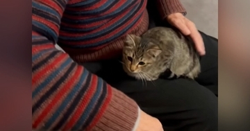 子猫がいる家に『動物苦手なじいじ』が遊びにきた結果…まさかの光景が98万再生の大反響「そして猫沼にｗ」「おじいちゃんもビックリｗ」