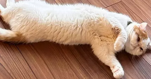 寒い日、床暖房を強めに設定したら…完全にダメになってしまった『３匹の猫と人間』に爆笑「進化の過程ｗｗ」「にゃんげんも落ちてるｗ」