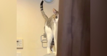 大好きなお兄ちゃんに『かまってほしい猫』→朝の支度中にやって来て…笑ってしまう光景が248万再生「動けないｗ」「猫背になっちゃう～」