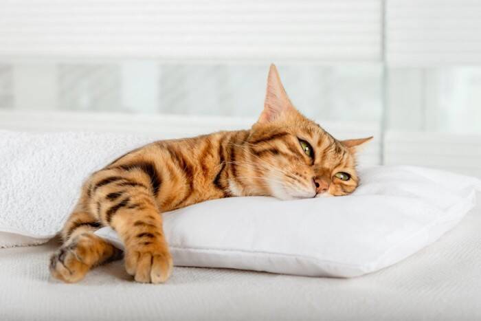 猫の『嘔吐物の色』5種類から見分けられる原因とは？危険なサインから受診の目安まで解説