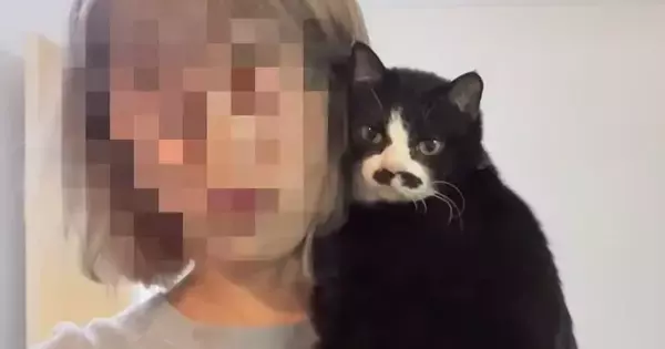 『究極の甘えん坊猫』との暮らしを見てみると…想像以上に『距離感がバグっている光景』が41万再生「幸せの塊」「犬より犬な子初めてみた」