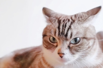 猫が『しつこい人』を嫌がる理由5つ　構いすぎには注意？猫が好む距離感まで