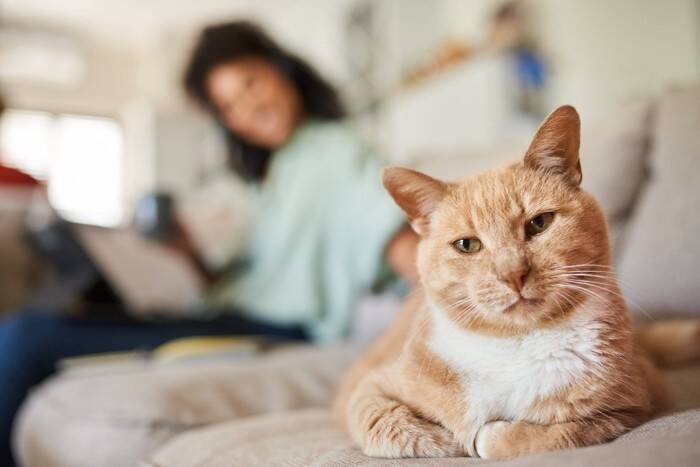 猫が『しつこい人』を嫌がる理由5つ　構いすぎには注意？猫が好む距離感まで