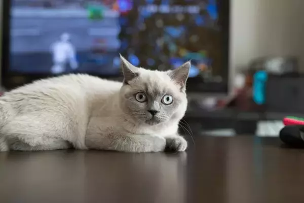 猫にとっては『絶対に許せない』人間の習慣4選　実は無意識にストレスを与えているかも？