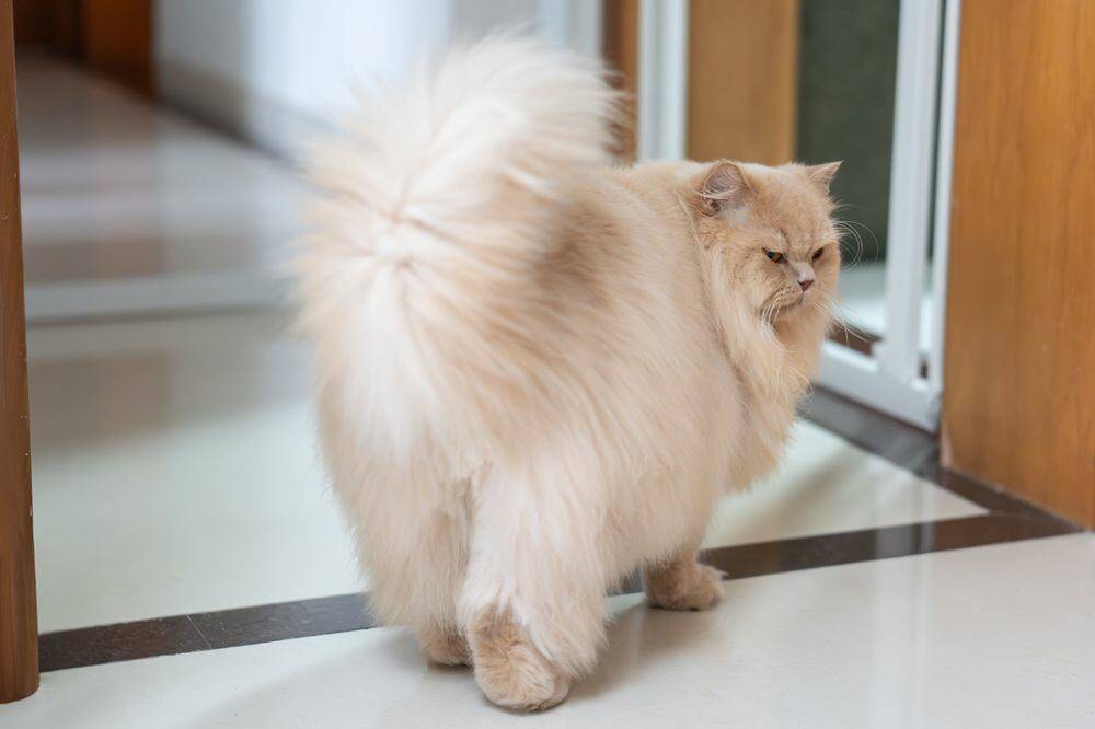 猫にとっては『絶対に許せない』人間の習慣4選　実は無意識にストレスを与えているかも？