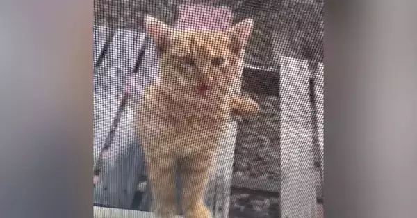 網戸越しに『家の中を覗き込んできた子猫』を家族に迎えた結果…２ヶ月間の歩みに「素敵な方に出会えてよかった」「表情が変わったね」と反響