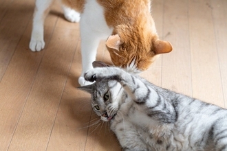 『多頭飼いが苦手な猫』が持っている特徴5選　ひとりの方が楽なの？向かない理由も解説
