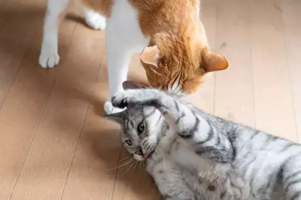『多頭飼いが苦手な猫』が持っている特徴5選　ひとりの方が楽なの？向かない理由も解説