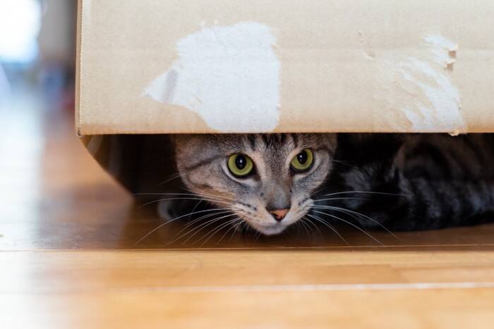 『多頭飼いが苦手な猫』が持っている特徴5選　ひとりの方が楽なの？向かない理由も解説