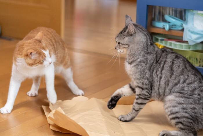 『多頭飼いが苦手な猫』が持っている特徴5選　ひとりの方が楽なの？向かない理由も解説