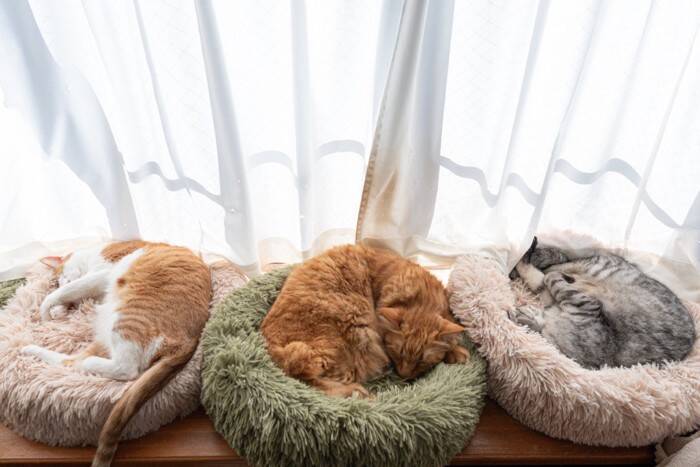 『多頭飼いが苦手な猫』が持っている特徴5選　ひとりの方が楽なの？向かない理由も解説