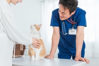 猫を守るために欠かせない『緊急連絡先』4選　役に立つ場面から準備しておきたいことまで