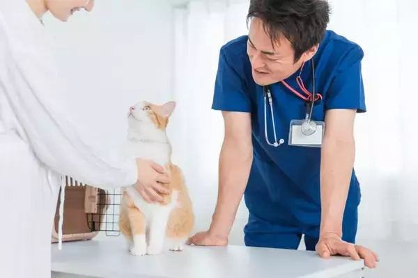 猫を守るために欠かせない『緊急連絡先』4選　役に立つ場面から準備しておきたいことまで