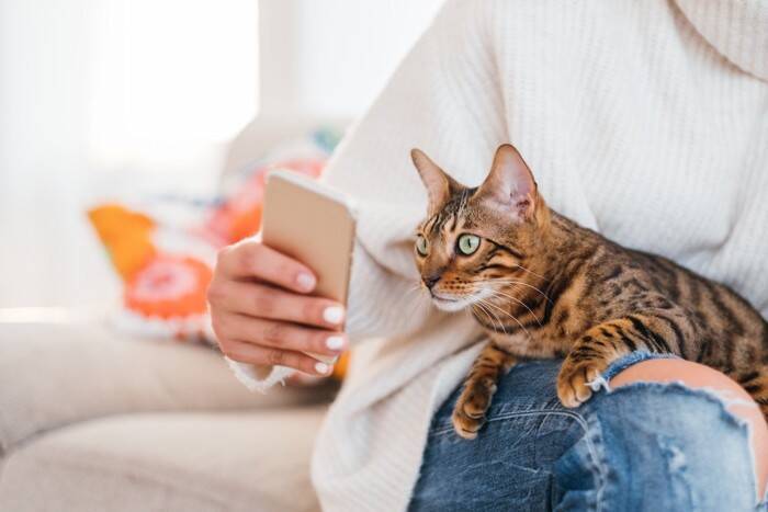 猫を守るために欠かせない『緊急連絡先』4選　役に立つ場面から準備しておきたいことまで