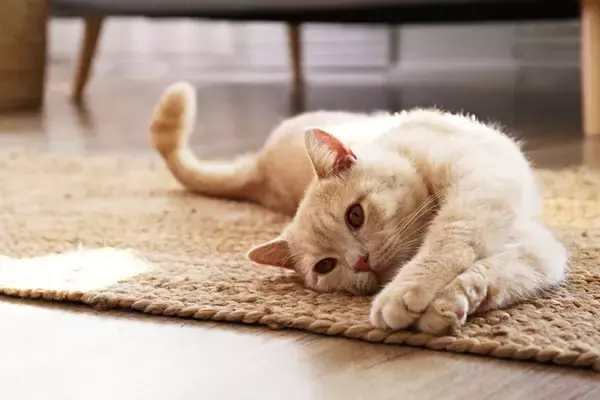 人間が猫を『かわいい』と感じる理由4選　科学的な根拠があった？私たちが魅了されるワケとは