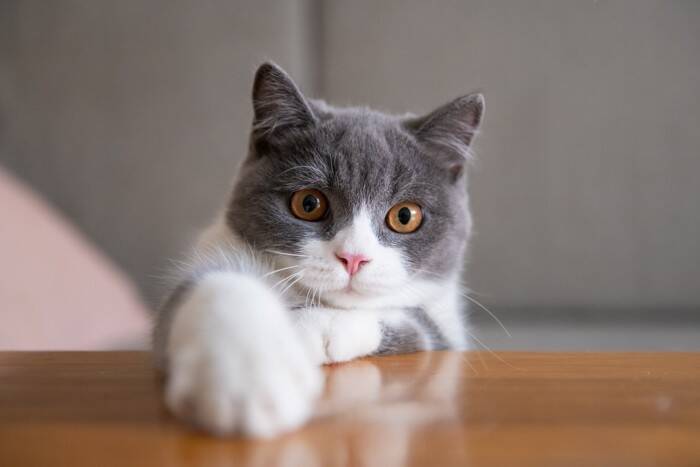 人間が猫を『かわいい』と感じる理由4選　科学的な根拠があった？私たちが魅了されるワケとは